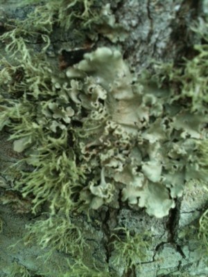 lichen1