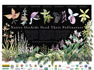 National Pollinators Week