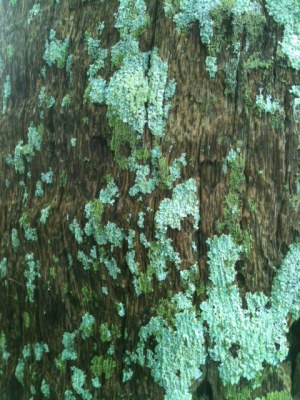 lichen4