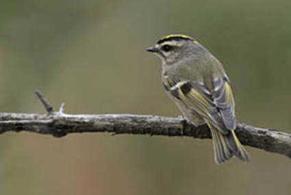 Kinglet