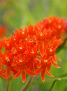 Milkweed flowers - Brent Baker