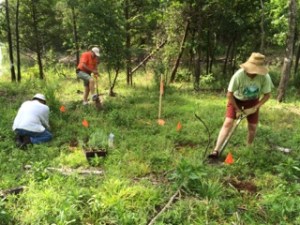 South Fork Nature Center Master Gardeners Planting Milkweed