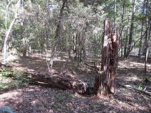 Mighty-Fortress-Wood