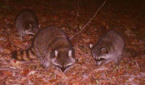 Mighty-Fortress-Raccoons