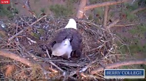 Berry College Eagle Cam