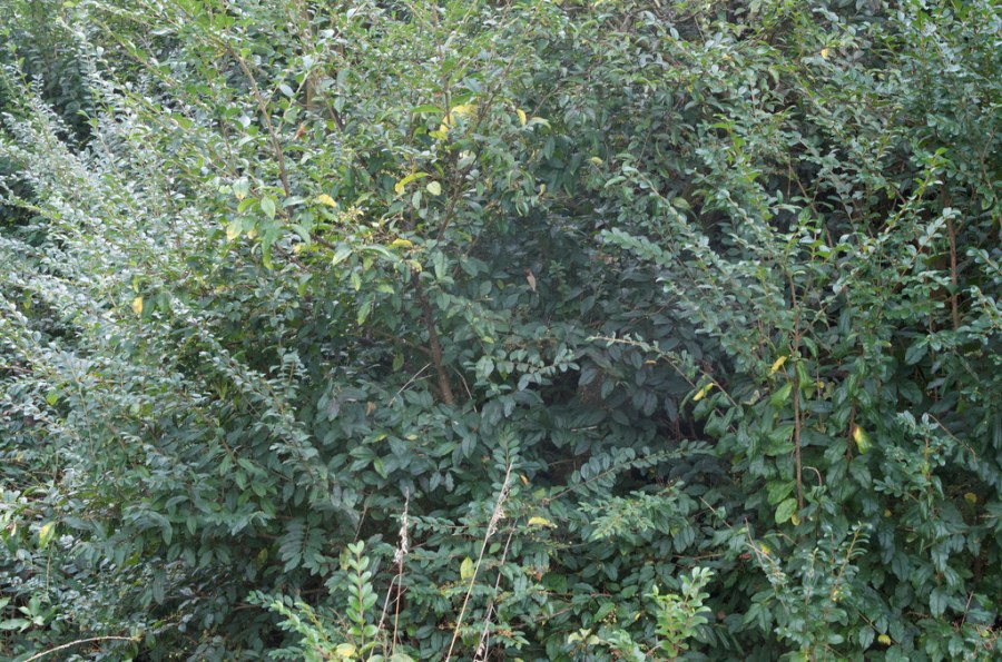 (c) Jon Sullivan, some rights reserved (CC BY-NC), https://www.flickr.com/photos/mollivan_jon/17162143821/