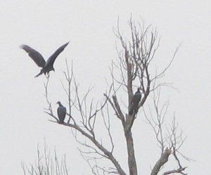 South Fork - Turkey Vultures