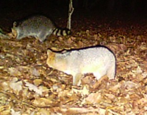 Mighty-Fortress-Wildlife2