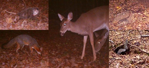 Clockwise from top left: Virginia opossum, White tail deer, Armadillo, Grey squirrel, Grey fox