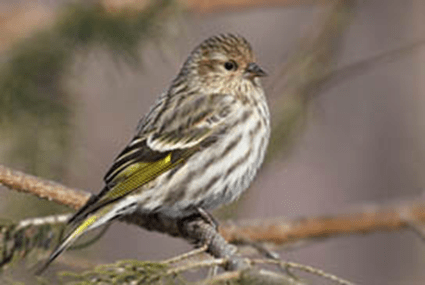 Siskin