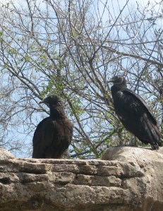 South Fork Nature Center - Black Vultures