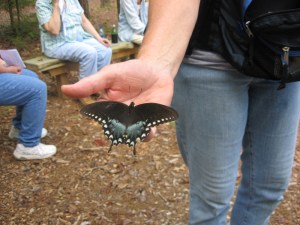 Butterfly Release