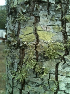 lichen2