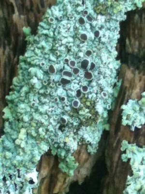 lichen5