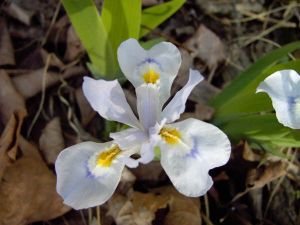 Crested Iris (Iris cristata)