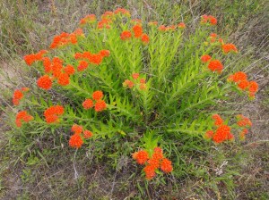Milkweed plant - Brent Baker